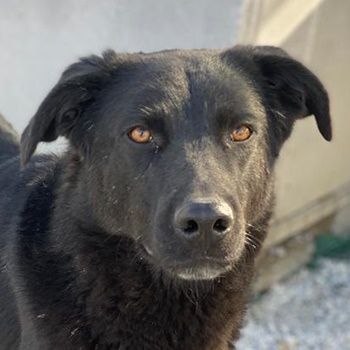 Acero, geb. ca. 01/2019, lebt in GRIECHENLAND, im städt. Tierheim Serres