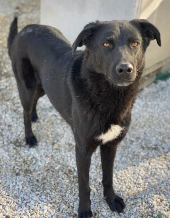 Acero, geb. ca. 01/2019, lebt in GRIECHENLAND, im städt. Tierheim Serres