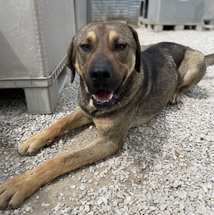 Waldo, geb. ca. 06/2022, lebt in GRIECHENLAND, im städt. Tierheim Serres