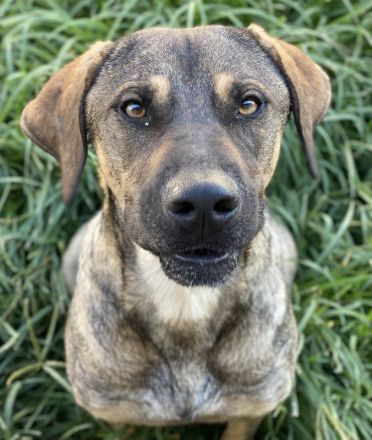 Waldo, geb. ca. 06/2022, lebt in GRIECHENLAND, im städt. Tierheim Serres