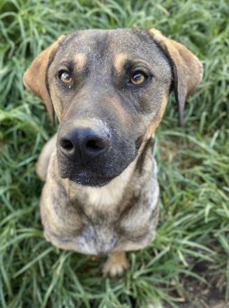 Waldo, geb. ca. 06/2022, lebt in GRIECHENLAND, im städt. Tierheim Serres