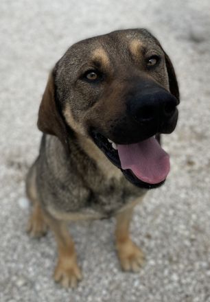 Waldo, geb. ca. 06/2022, lebt in GRIECHENLAND, im städt. Tierheim Serres