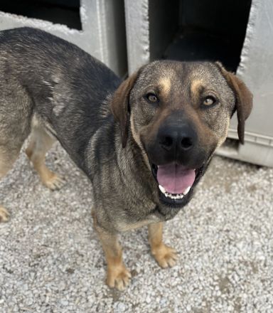 Waldo, geb. ca. 06/2022, lebt in GRIECHENLAND, im städt. Tierheim Serres