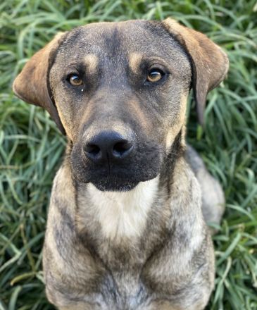 Waldo, geb. ca. 06/2022, lebt in GRIECHENLAND, im städt. Tierheim Serres