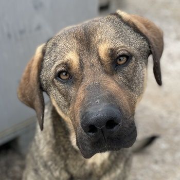 Waldo, geb. ca. 06/2022, lebt in GRIECHENLAND, im städt. Tierheim Serres
