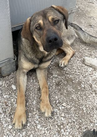 Waldo, geb. ca. 06/2022, lebt in GRIECHENLAND, im städt. Tierheim Serres