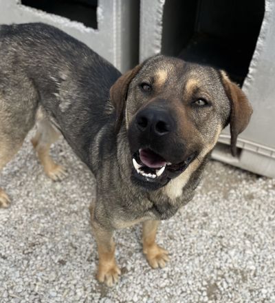 Waldo, geb. ca. 06/2022, lebt in GRIECHENLAND, im städt. Tierheim Serres