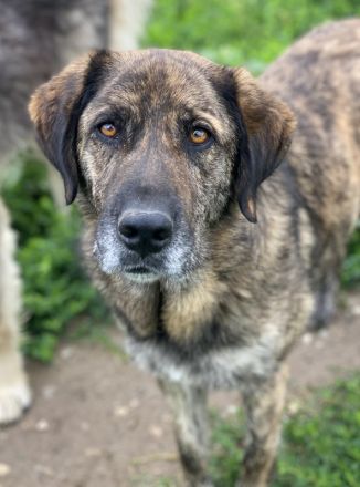 Theo, geb. ca. 04/2022, lebt in GRIECHENLAND, im städt. Tierheim Serres