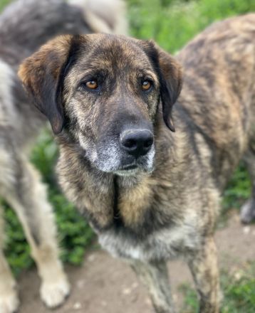 Theo, geb. ca. 04/2022, lebt in GRIECHENLAND, im städt. Tierheim Serres