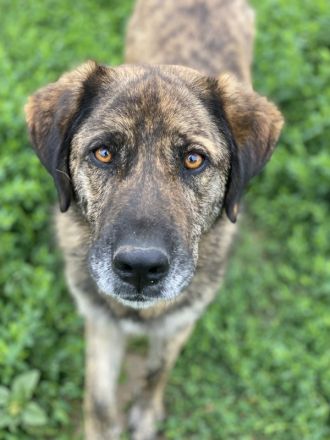 Theo, geb. ca. 04/2022, lebt in GRIECHENLAND, im städt. Tierheim Serres