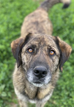 Theo, geb. ca. 04/2022, lebt in GRIECHENLAND, im städt. Tierheim Serres