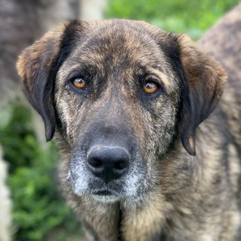 Theo, geb. ca. 04/2022, lebt in GRIECHENLAND, im städt. Tierheim Serres