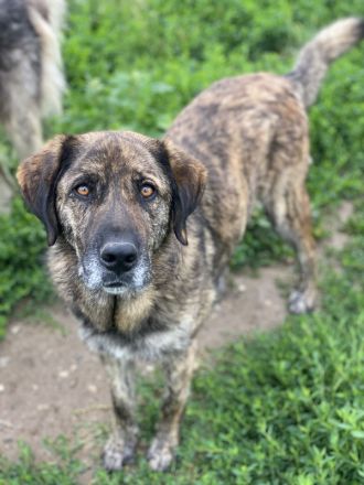 Theo, geb. ca. 04/2022, lebt in GRIECHENLAND, im städt. Tierheim Serres