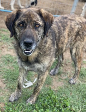 Theo, geb. ca. 04/2022, lebt in GRIECHENLAND, im städt. Tierheim Serres