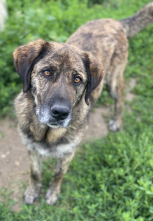 Theo, geb. ca. 04/2022, lebt in GRIECHENLAND, im städt. Tierheim Serres