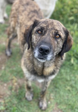 Theo, geb. ca. 04/2022, lebt in GRIECHENLAND, im städt. Tierheim Serres