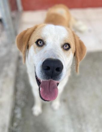 Nikki, geb. ca. 06/2022, lebt in GRIECHENLAND, im städt. Tierheim Serres