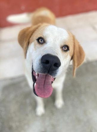 Nikki, geb. ca. 06/2022, lebt in GRIECHENLAND, im städt. Tierheim Serres