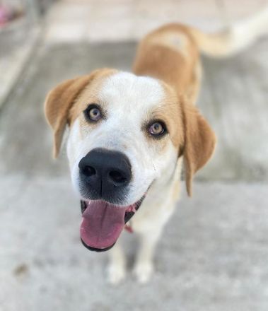 Nikki, geb. ca. 06/2022, lebt in GRIECHENLAND, im städt. Tierheim Serres