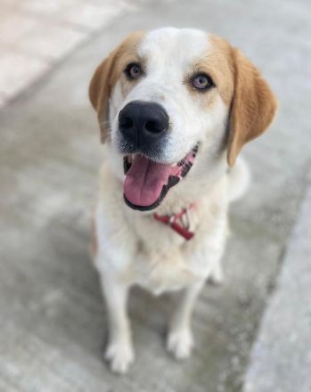 Nikki, geb. ca. 06/2022, lebt in GRIECHENLAND, im städt. Tierheim Serres