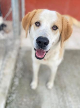 Nikki, geb. ca. 06/2022, lebt in GRIECHENLAND, im städt. Tierheim Serres