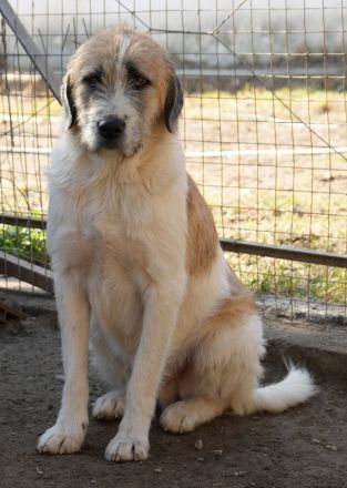 Maylo, geb. ca. 06/2022, lebt in GRIECHENLAND, auf einer privaten Pflegestelle