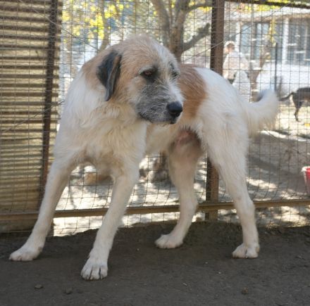 Maylo, geb. ca. 06/2022, lebt in GRIECHENLAND, auf einer privaten Pflegestelle