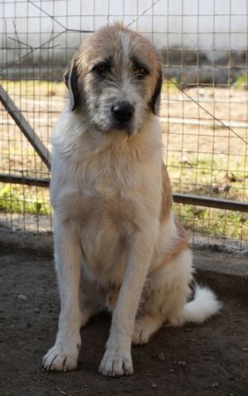 Maylo, geb. ca. 06/2022, lebt in GRIECHENLAND, auf einer privaten Pflegestelle