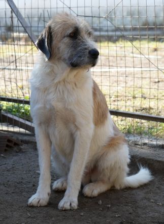 Maylo, geb. ca. 06/2022, lebt in GRIECHENLAND, auf einer privaten Pflegestelle