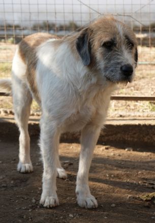 Maylo, geb. ca. 06/2022, lebt in GRIECHENLAND, auf einer privaten Pflegestelle