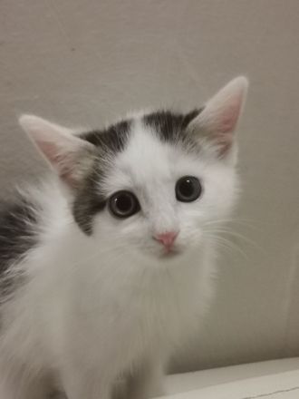 Total suesse und verspielte