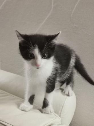 Total suesse und verspielte