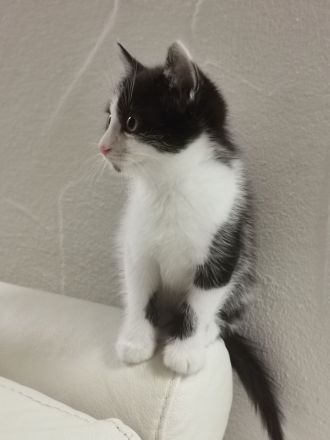 Total suesse und verspielte