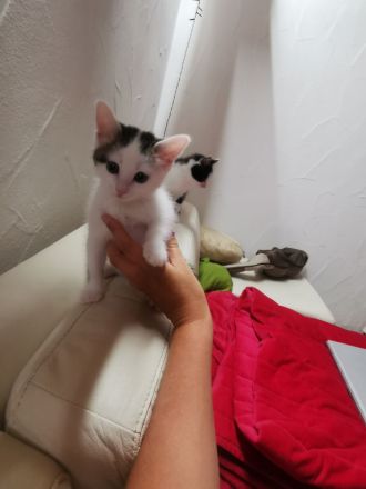 Total suesse und verspielte