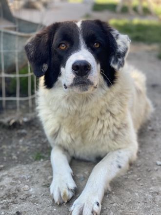 Harbin, geb. ca. 05/2022, lebt in GRIECHENLAND, im städt. Tierheim Serres