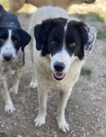 Harbin, geb. ca. 05/2022, lebt in GRIECHENLAND, im städt. Tierheim Serres
