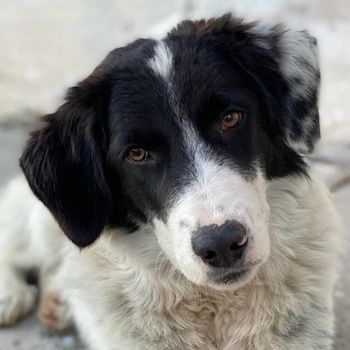 Harbin, geb. ca. 05/2022, lebt in GRIECHENLAND, im städt. Tierheim Serres