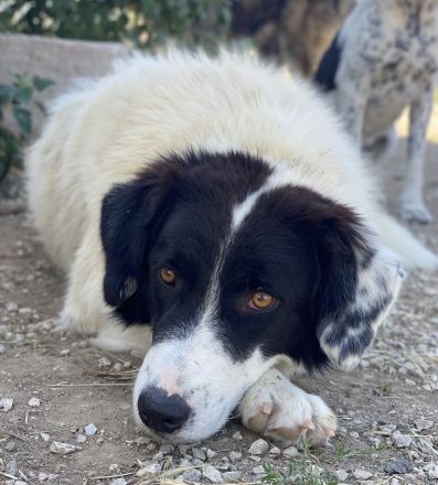 Harbin, geb. ca. 05/2022, lebt in GRIECHENLAND, im städt. Tierheim Serres