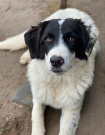 Harbin, geb. ca. 05/2022, lebt in GRIECHENLAND, im städt. Tierheim Serres