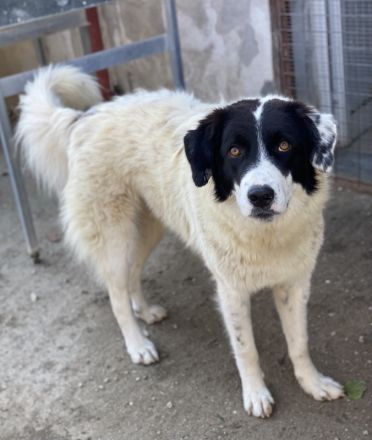 Harbin, geb. ca. 05/2022, lebt in GRIECHENLAND, im städt. Tierheim Serres