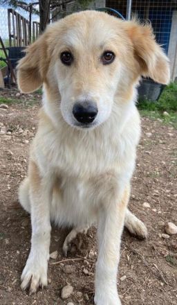 Giannis, geb. ca. 07/2022, lebt in GRIECHENLAND, auf einer privaten Pflegestelle