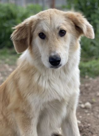 Giannis, geb. ca. 07/2022, lebt in GRIECHENLAND, auf einer privaten Pflegestelle