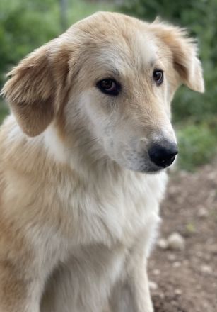 Giannis, geb. ca. 07/2022, lebt in GRIECHENLAND, auf einer privaten Pflegestelle