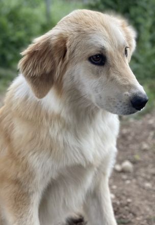 Giannis, geb. ca. 07/2022, lebt in GRIECHENLAND, auf einer privaten Pflegestelle