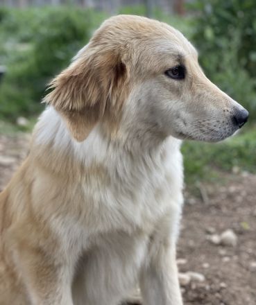 Giannis, geb. ca. 07/2022, lebt in GRIECHENLAND, auf einer privaten Pflegestelle