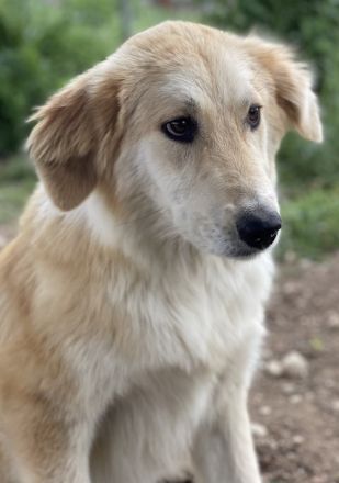 Giannis, geb. ca. 07/2022, lebt in GRIECHENLAND, auf einer privaten Pflegestelle