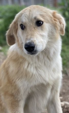 Giannis, geb. ca. 07/2022, lebt in GRIECHENLAND, auf einer privaten Pflegestelle