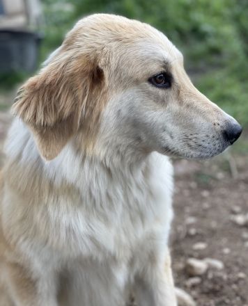 Giannis, geb. ca. 07/2022, lebt in GRIECHENLAND, auf einer privaten Pflegestelle