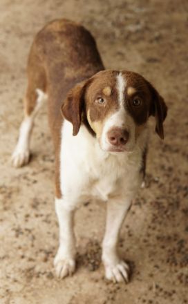 Cash, geb. ca. 05/2020, lebt in GRIECHENLAND, auf einer privaten Pflegestelle