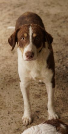 Cash, geb. ca. 05/2020, lebt in GRIECHENLAND, auf einer privaten Pflegestelle